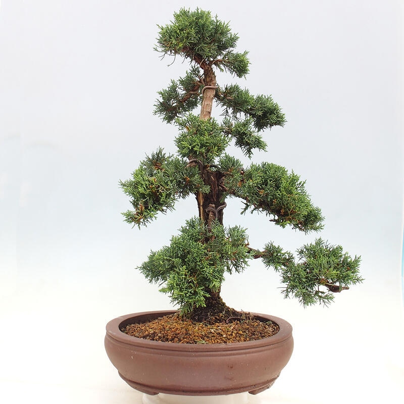 Vonkajšie bonsai - Juniperus chinensis Kishu -Jalovec čínsky