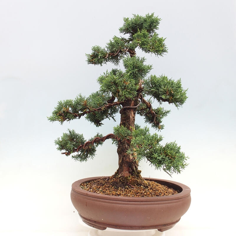 Vonkajšie bonsai - Juniperus chinensis Kishu -Jalovec čínsky