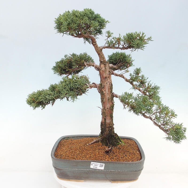 Vonkajšie bonsai - Juniperus chinensis Kishu -Jalovec čínsky