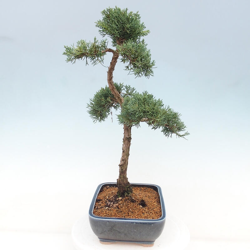 Vonkajšie bonsai - Juniperus chinensis Kishu -Jalovec čínsky