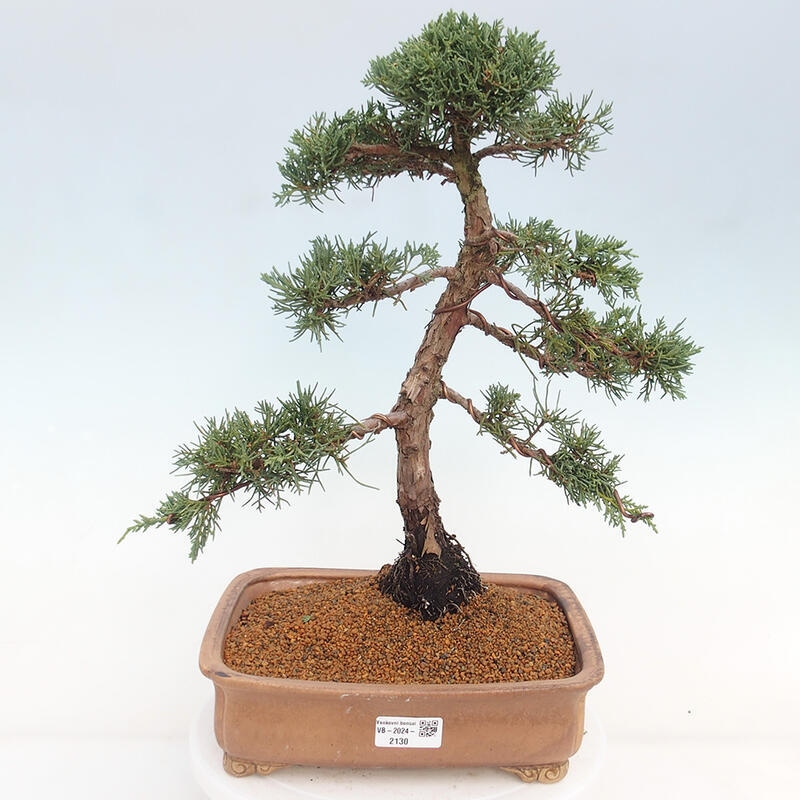 Vonkajšie bonsai - Juniperus chinensis Kishu -Jalovec čínsky