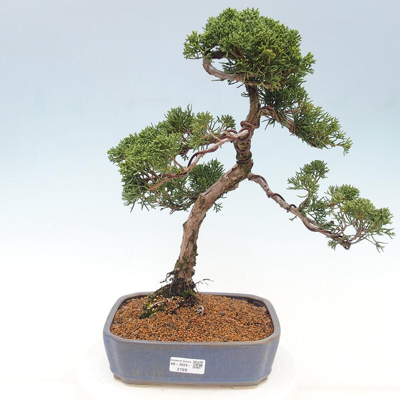 Vonkajšie bonsai - Juniperus chinensis Kishu -Jalovec čínsky