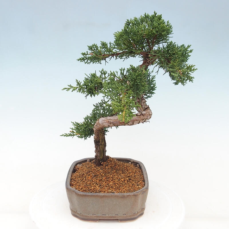 Vonkajšie bonsai - Juniperus chinensis Kishu -Jalovec čínsky