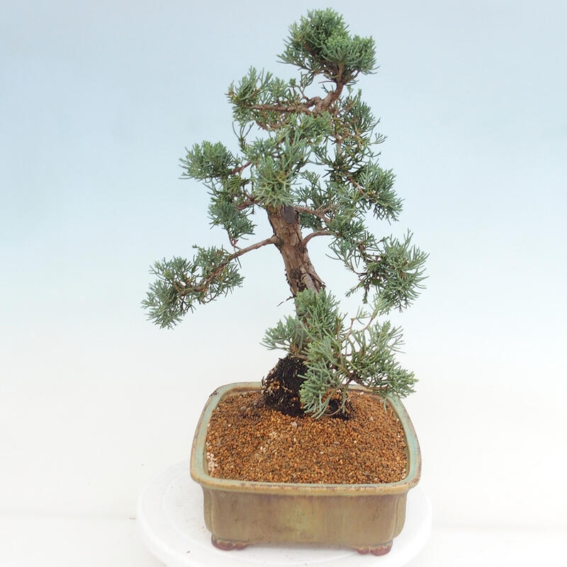 Vonkajšie bonsai - Juniperus chinensis Kishu -Jalovec čínsky