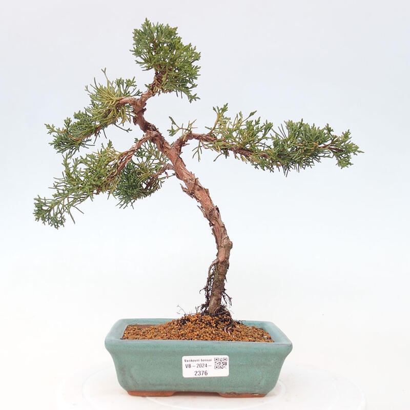 Vonkajší bonsai - Juniperus chinensis Kishu -Jalovec čínsky