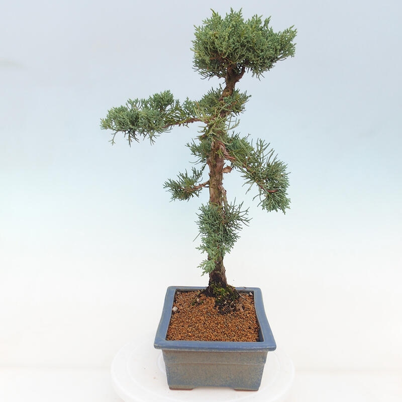 Vonkajšie bonsai - Juniperus chinensis Kishu -Jalovec čínsky