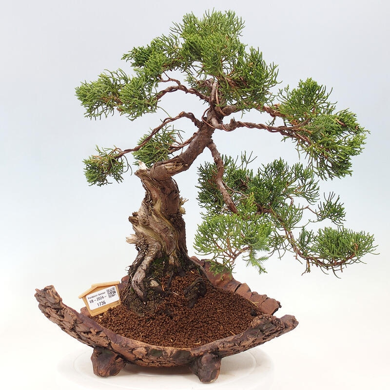 Vonkajší bonsai - Juniperus chinensis Kishu -Jalovec čínsky