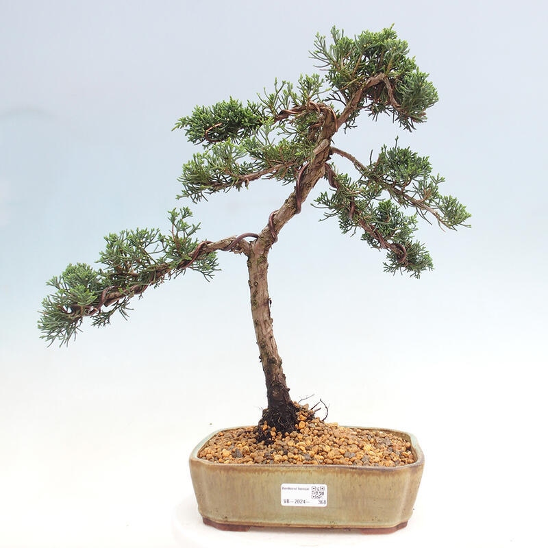 Vonkajšie bonsai - Juniperus chinensis Kishu -Jalovec čínsky