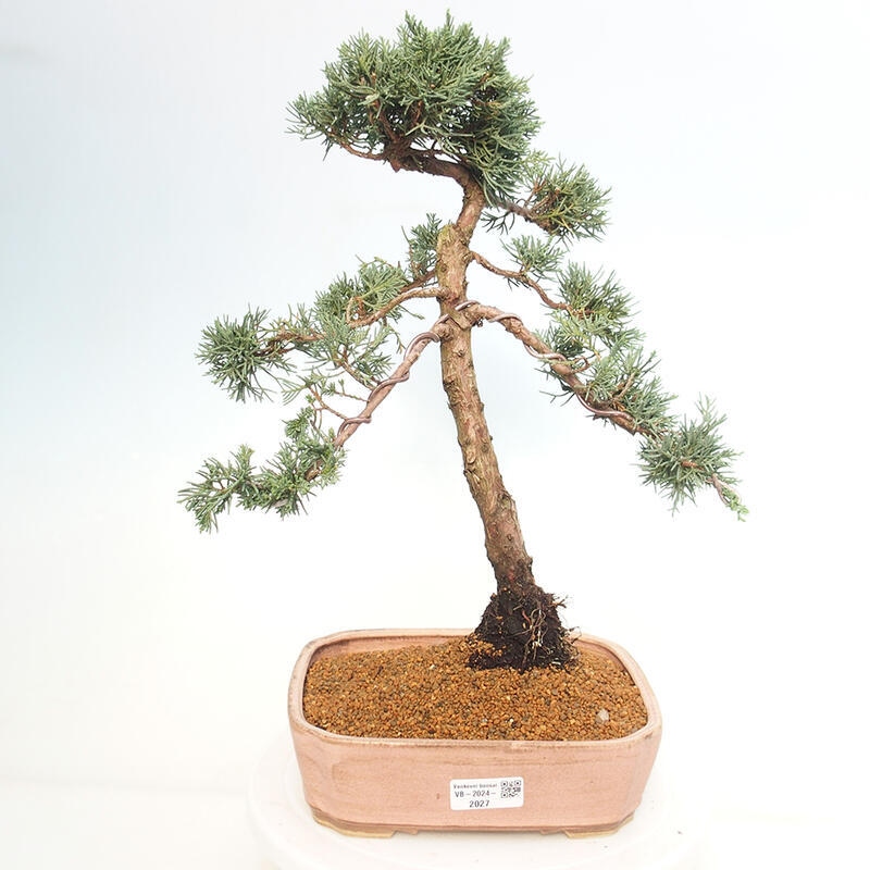 Vonkajšie bonsai - Juniperus chinensis Kishu -Jalovec čínsky