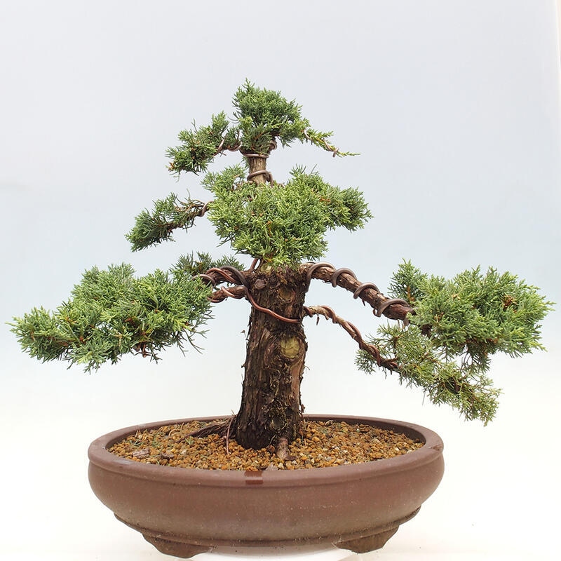 Vonkajšie bonsai - Juniperus chinensis Kishu -Jalovec čínsky