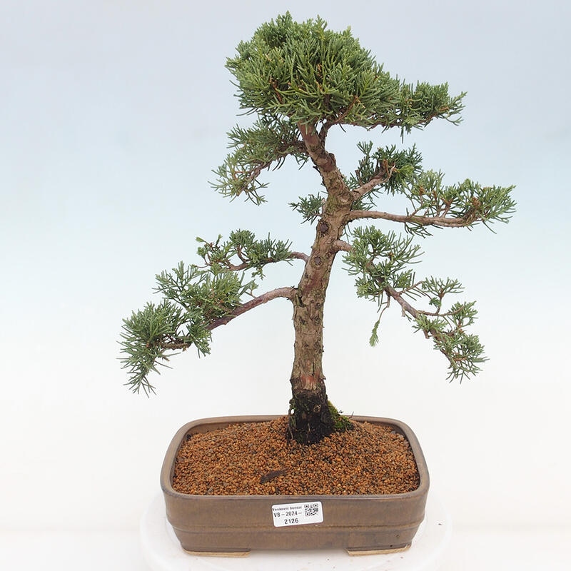 Vonkajšie bonsai - Juniperus chinensis Kishu -Jalovec čínsky