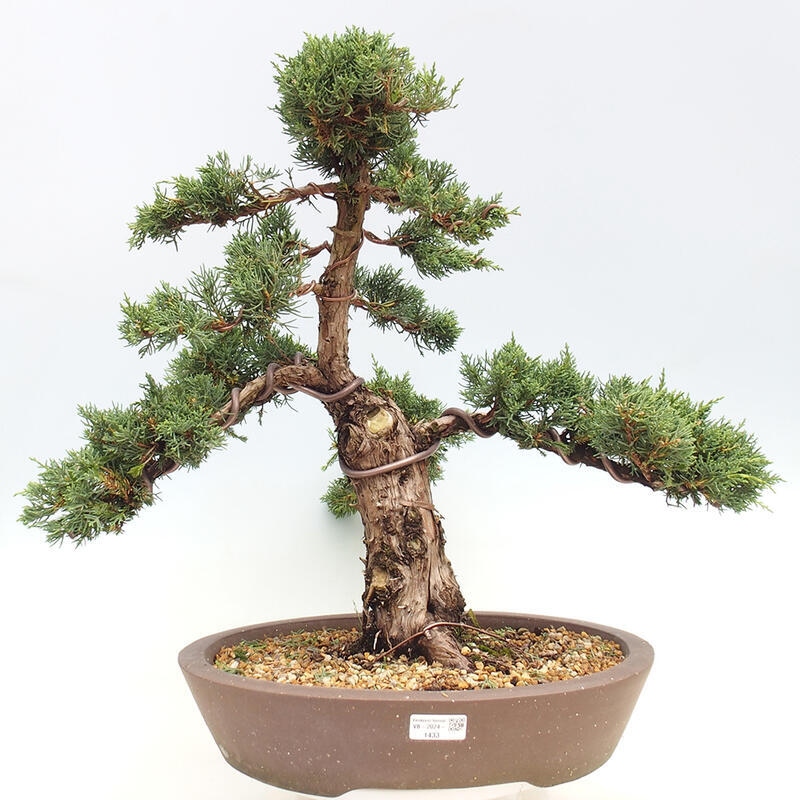 Vonkajšie bonsai - Juniperus chinensis Kishu -Jalovec čínsky