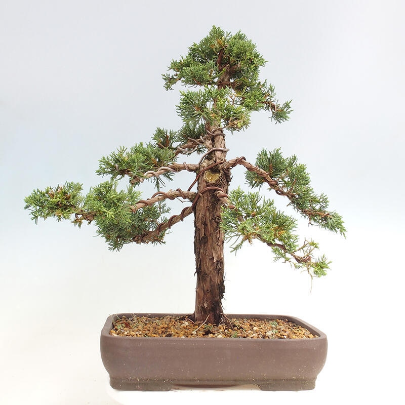 Vonkajšie bonsai - Juniperus chinensis Kishu -Jalovec čínsky