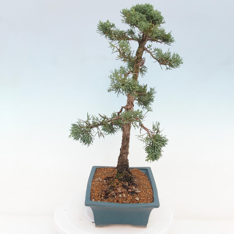 Vonkajšie bonsai - Juniperus chinensis Kishu -Jalovec čínsky