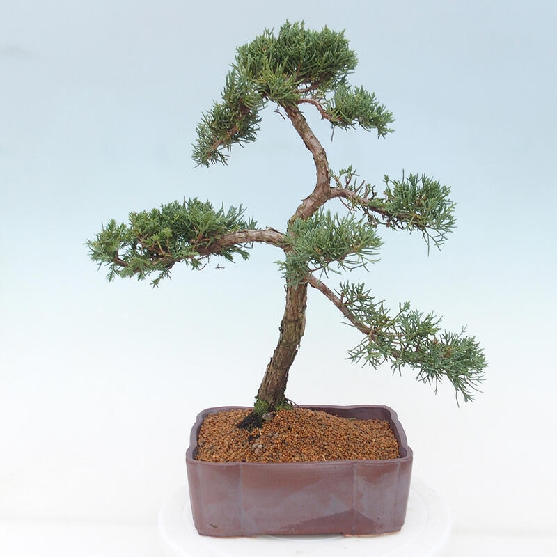 Vonkajšie bonsai - Juniperus chinensis Kishu -Jalovec čínsky