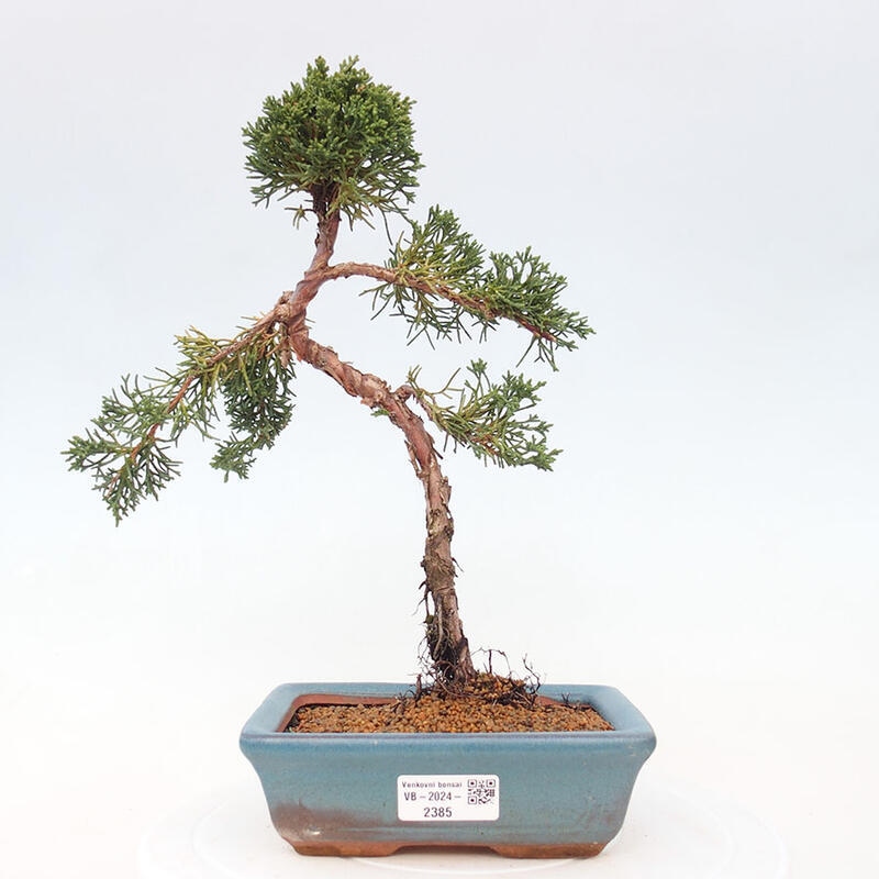 Vonkajší bonsai - Juniperus chinensis Kishu -Jalovec čínsky