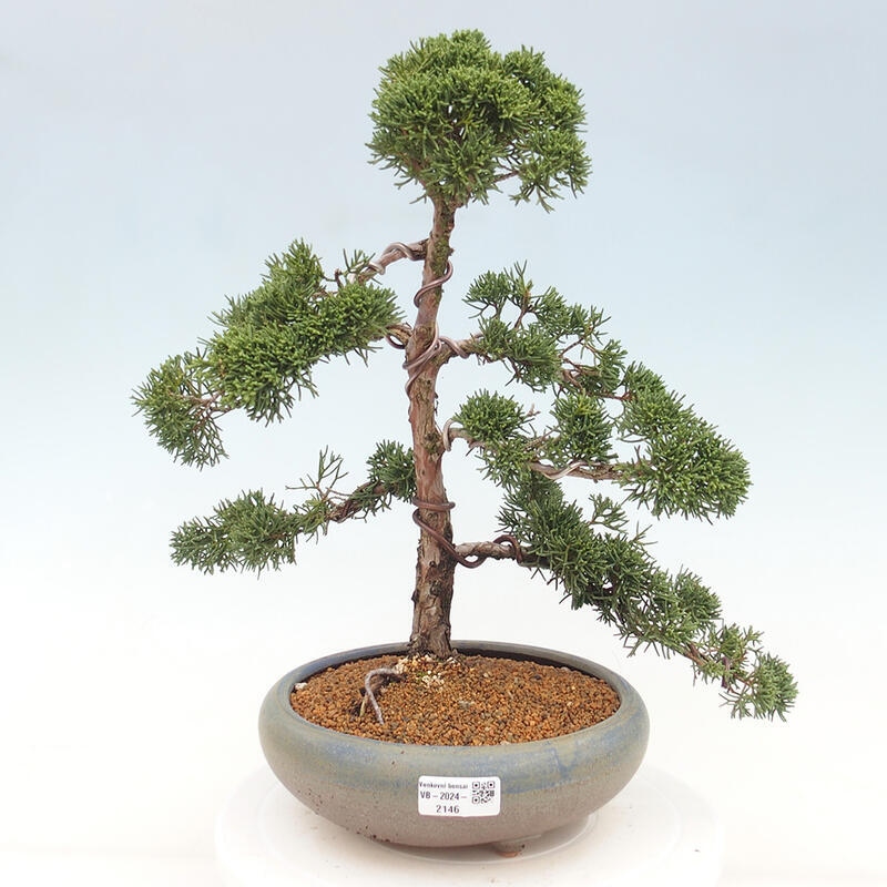 Vonkajšie bonsai - Juniperus chinensis Kishu -Jalovec čínsky