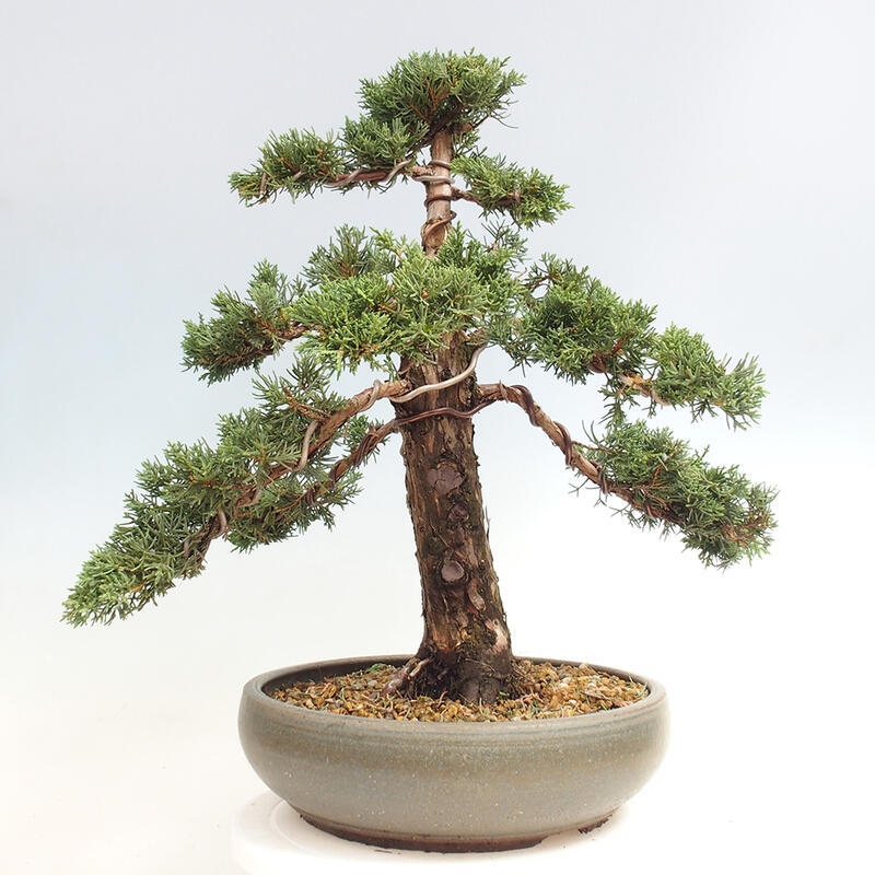 Vonkajšie bonsai - Juniperus chinensis Kishu -Jalovec čínsky