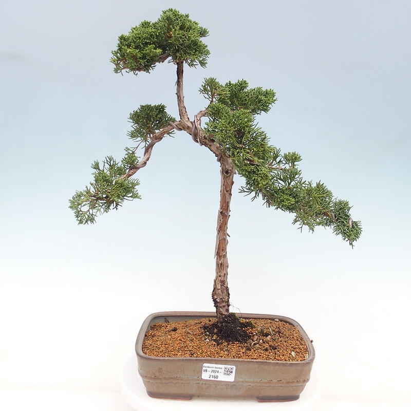 Vonkajšie bonsai - Juniperus chinensis Kishu -Jalovec čínsky