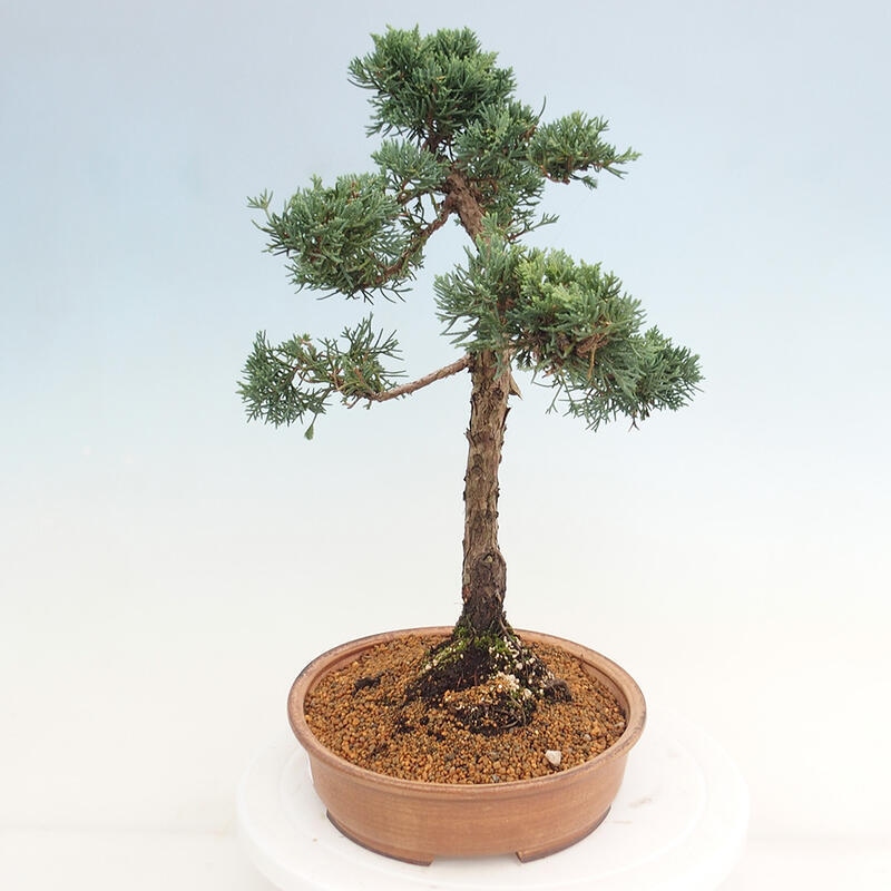 Vonkajšie bonsai - Juniperus chinensis Kishu -Jalovec čínsky