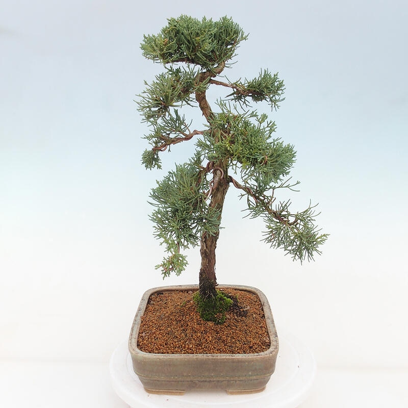 Vonkajšie bonsai - Juniperus chinensis Kishu -Jalovec čínsky