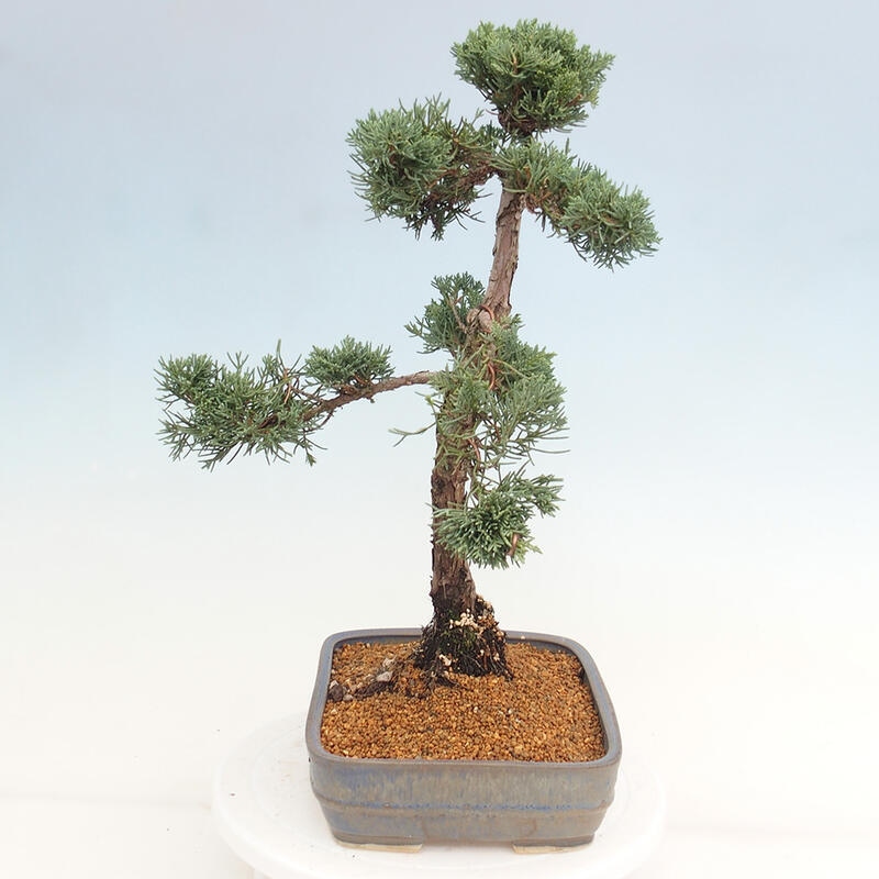 Vonkajšie bonsai - Juniperus chinensis Kishu -Jalovec čínsky