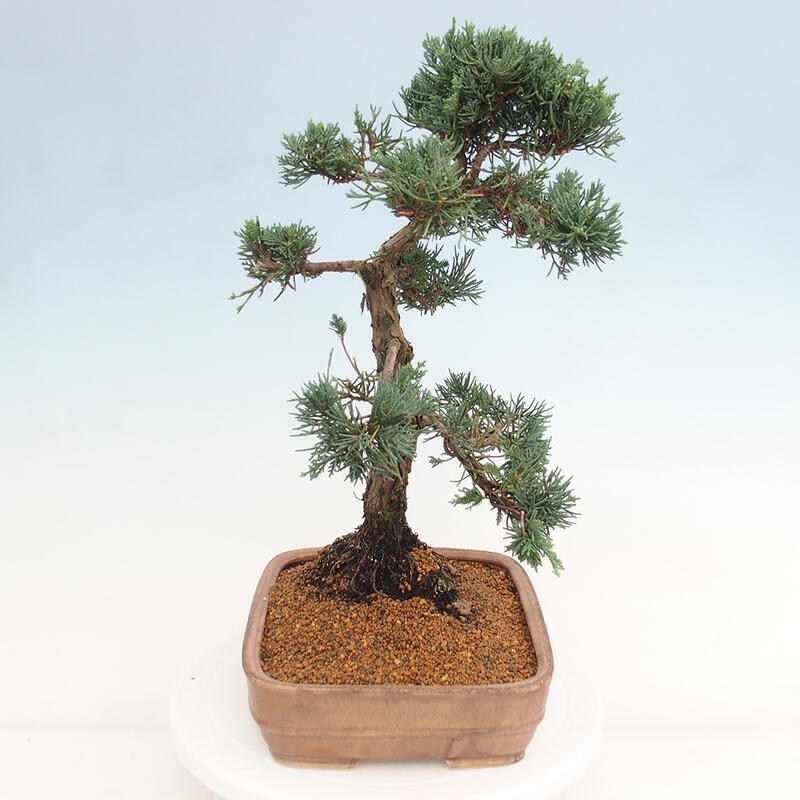 Vonkajšie bonsai - Juniperus chinensis Kishu -Jalovec čínsky