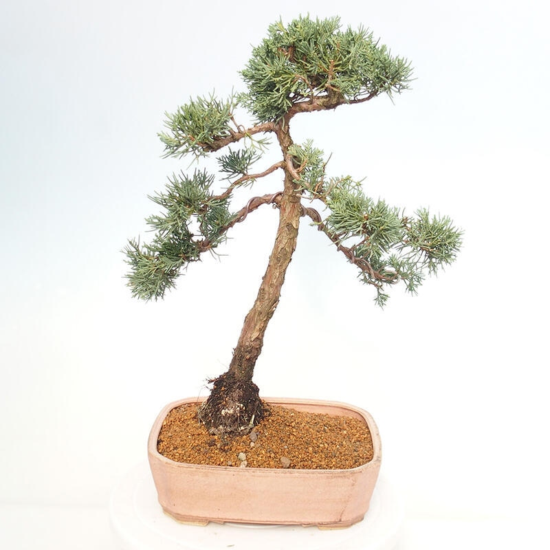 Vonkajšie bonsai - Juniperus chinensis Kishu -Jalovec čínsky