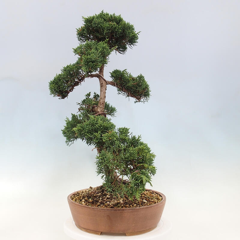 Vonkajší bonsai - Juniperus chinensis Kishu -Jalovec čínsky