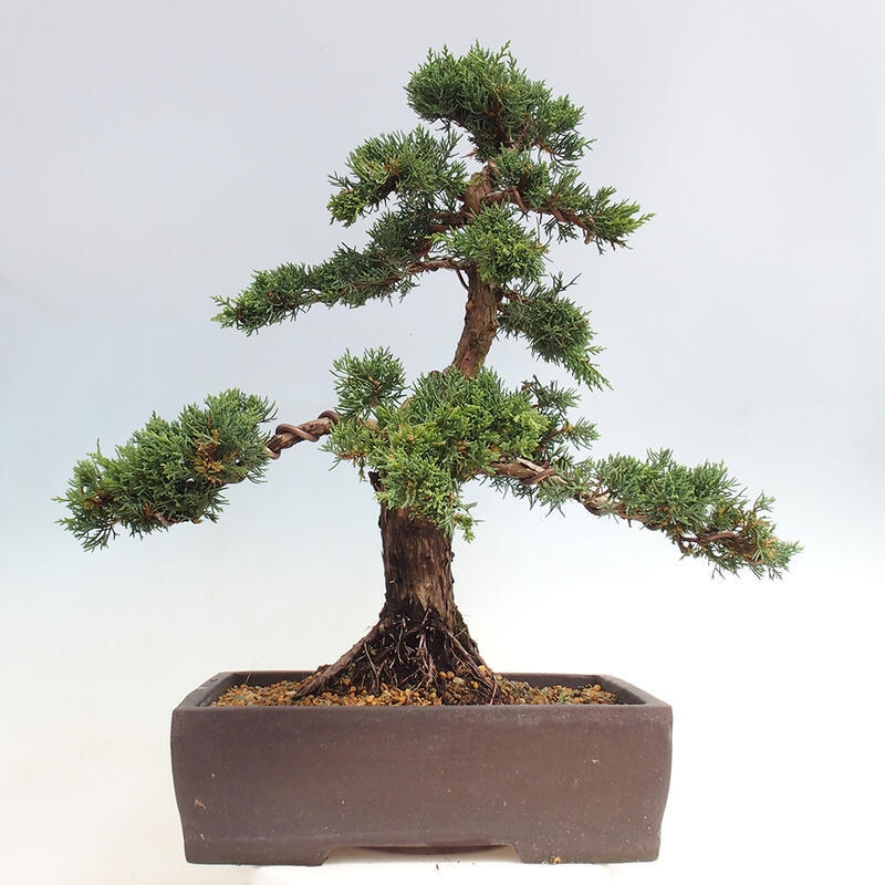 Vonkajšie bonsai - Juniperus chinensis Kishu -Jalovec čínsky