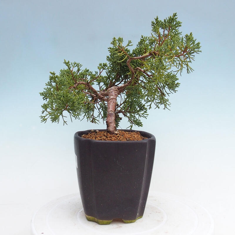 Vonkajší bonsai - Juniperus chinensis Kishu -Jalovec čínsky