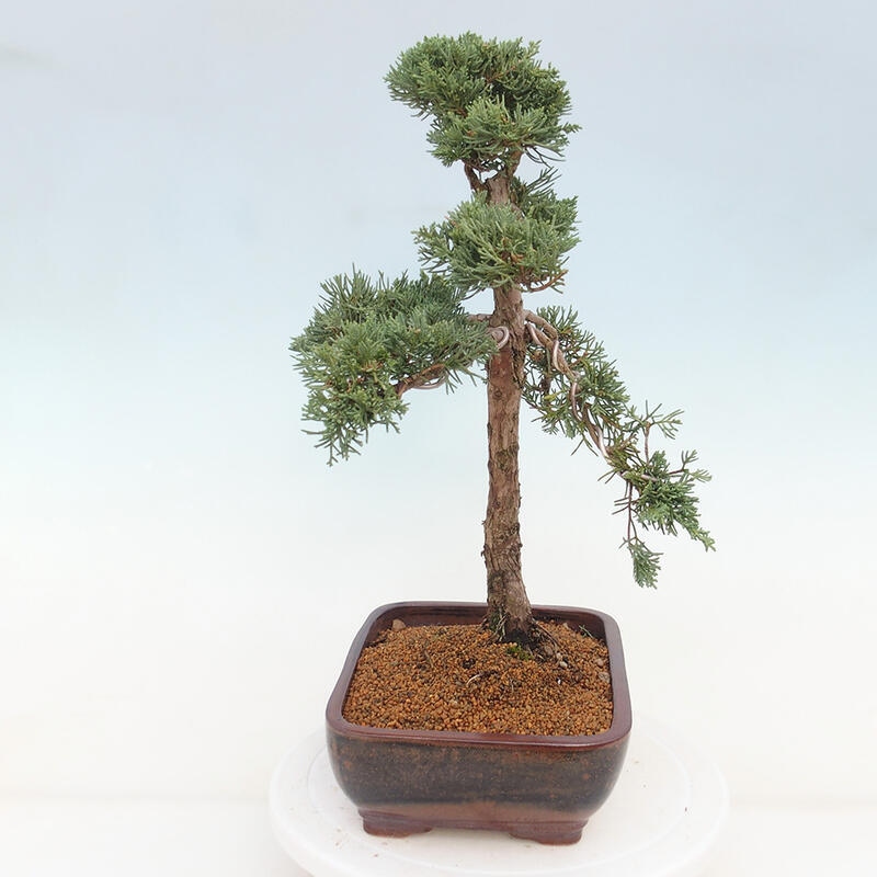 Vonkajšie bonsai - Juniperus chinensis Kishu -Jalovec čínsky