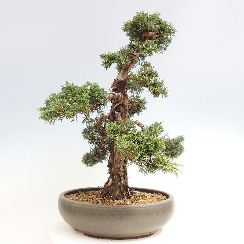 Vonkajšie bonsai - Juniperus chinensis Kishu -Jalovec čínsky