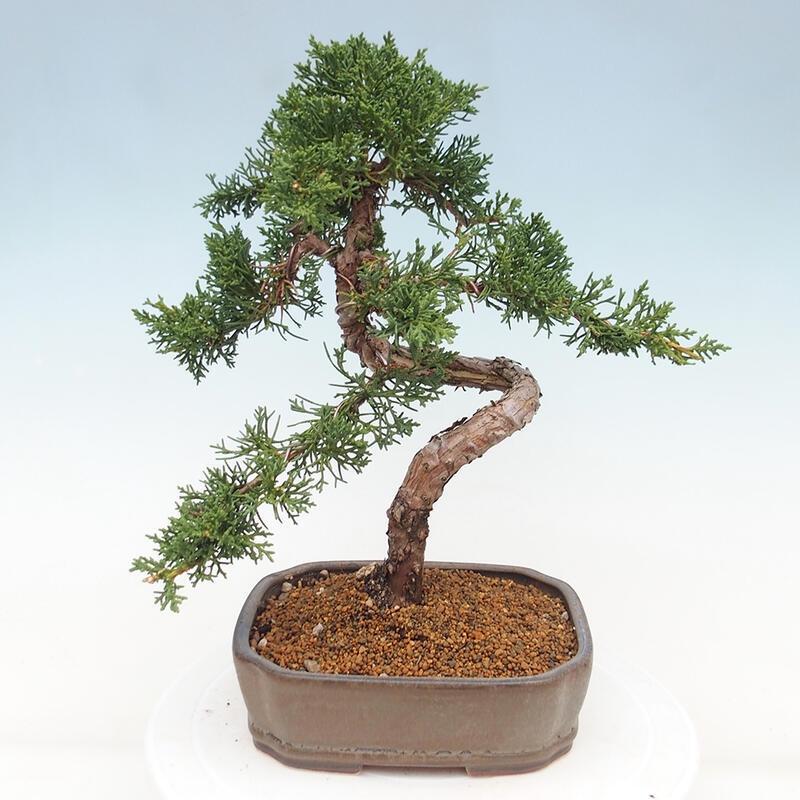 Vonkajšie bonsai - Juniperus chinensis Kishu -Jalovec čínsky