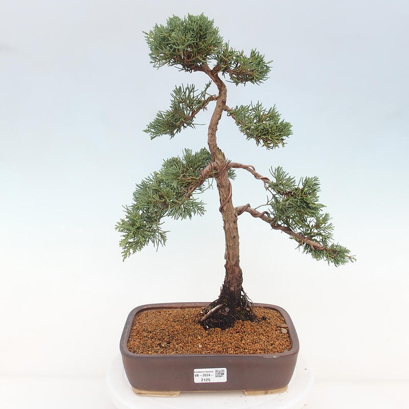 Vonkajšie bonsai - Juniperus chinensis Kishu -Jalovec čínsky