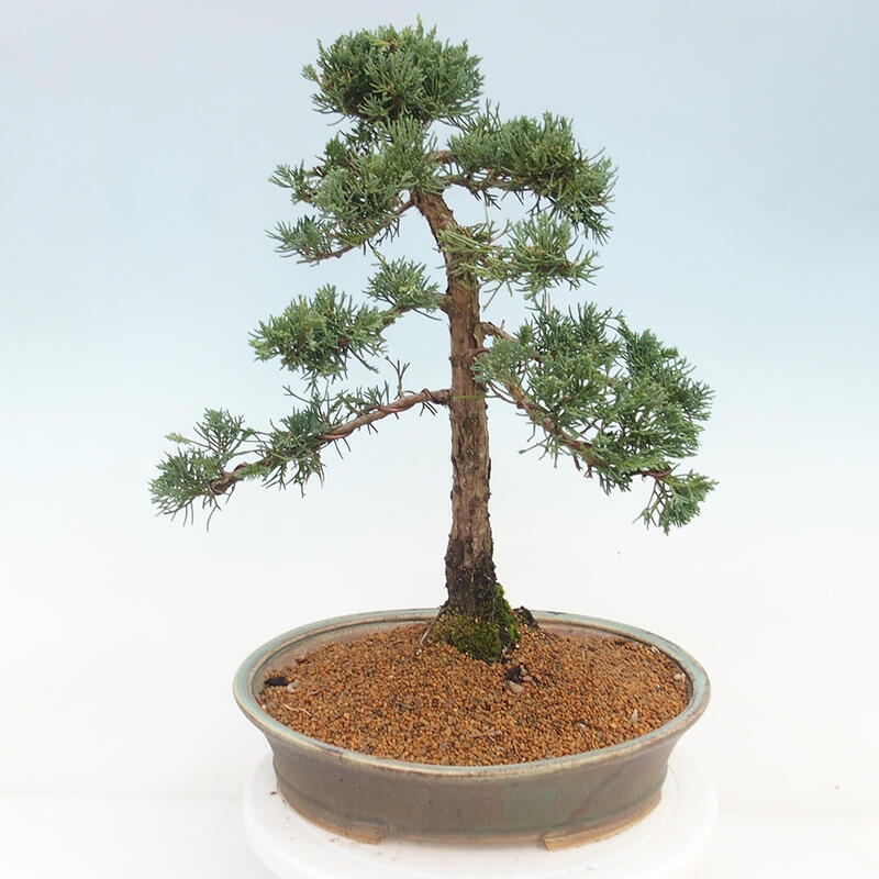 Vonkajšie bonsai - Juniperus chinensis Kishu -Jalovec čínsky