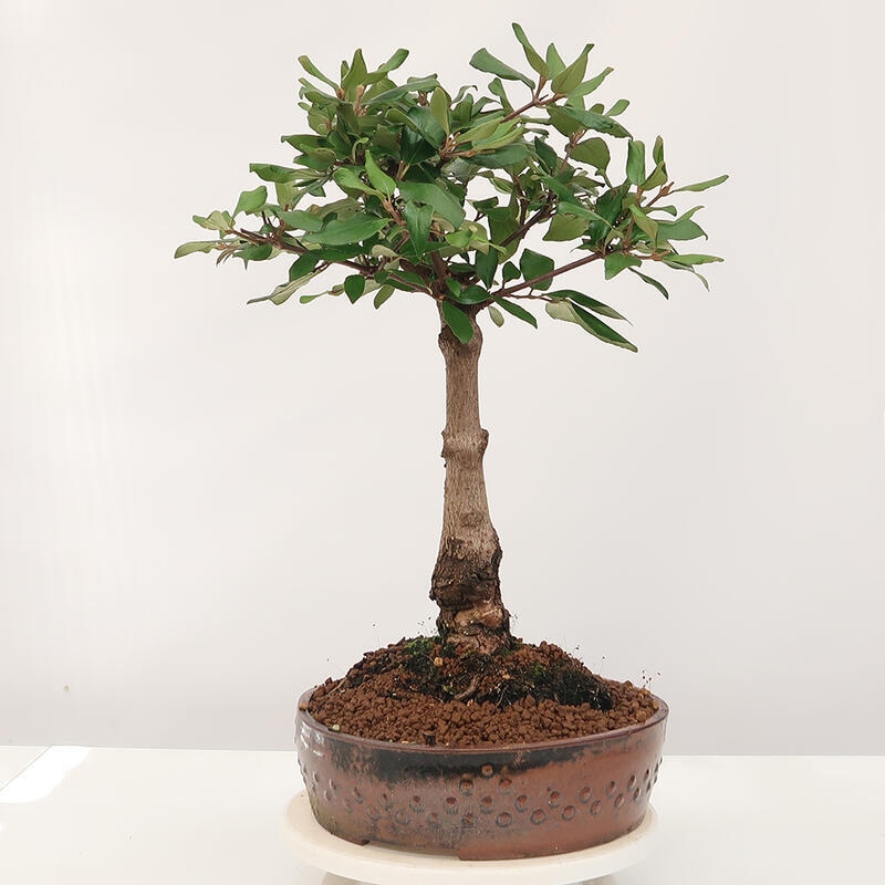 Vonkajšia bonsai-Kalina Bodnanská - Viburum carlesii