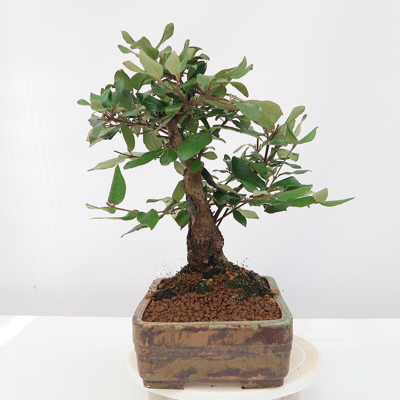 Vonkajšia bonsai-Kalina Bodnanská - Viburum carlesii