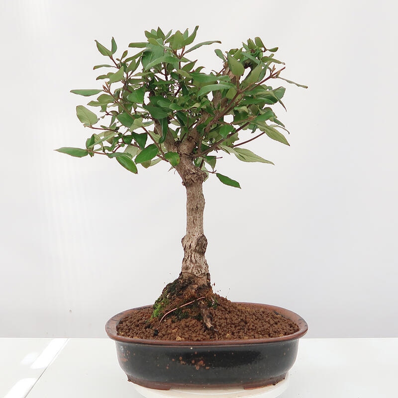 Vonkajšia bonsai-Kalina Bodnanská - Viburum carlesii