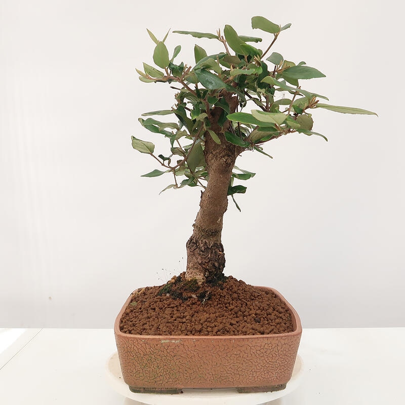 Vonkajšia bonsai-Kalina Bodnanská - Viburum carlesii