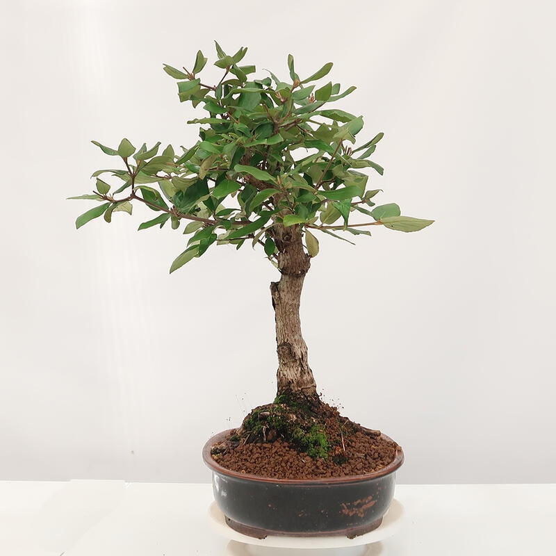 Vonkajšia bonsai-Kalina Bodnanská - Viburum carlesii