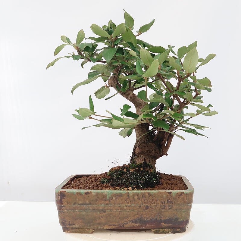 Vonkajšia bonsai-Kalina Bodnanská - Viburum carlesii