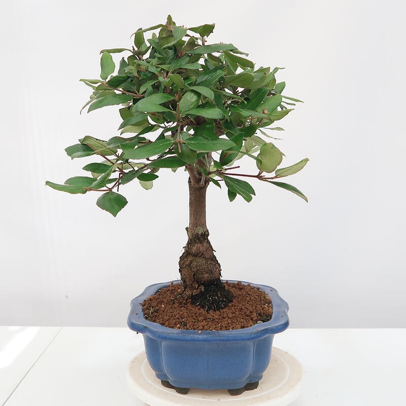 Vonkajšia bonsai-Kalina Bodnanská - Viburum carlesii