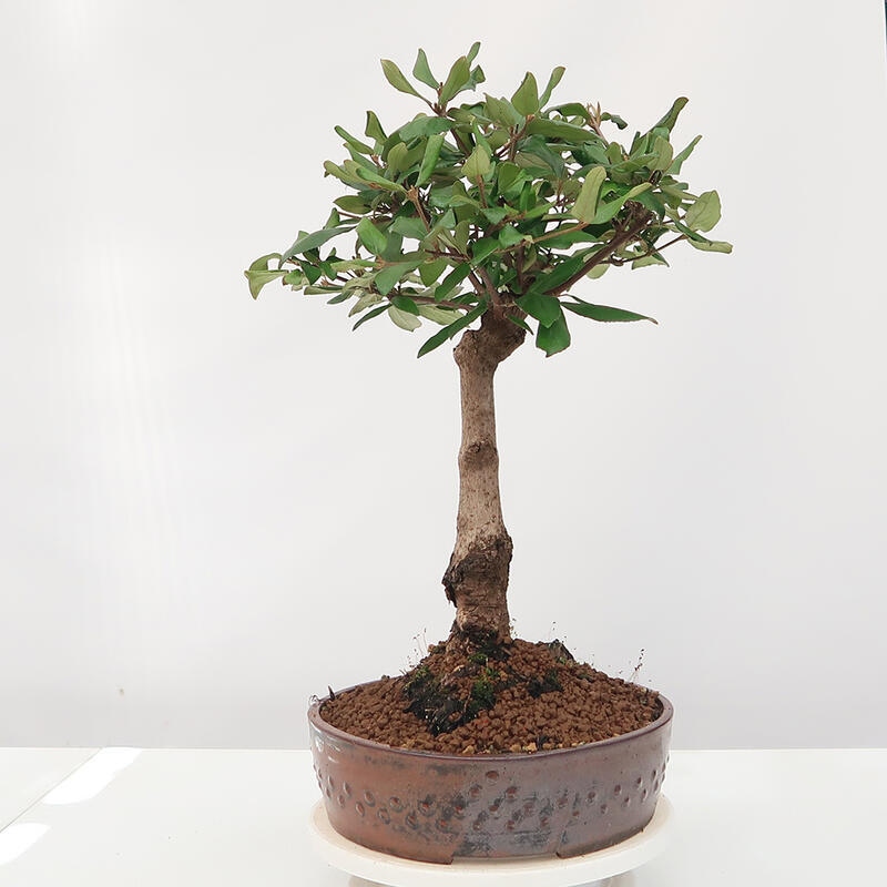 Vonkajšia bonsai-Kalina Bodnanská - Viburum carlesii