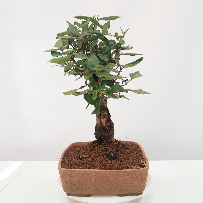 Vonkajšia bonsai-Kalina Bodnanská - Viburum carlesii