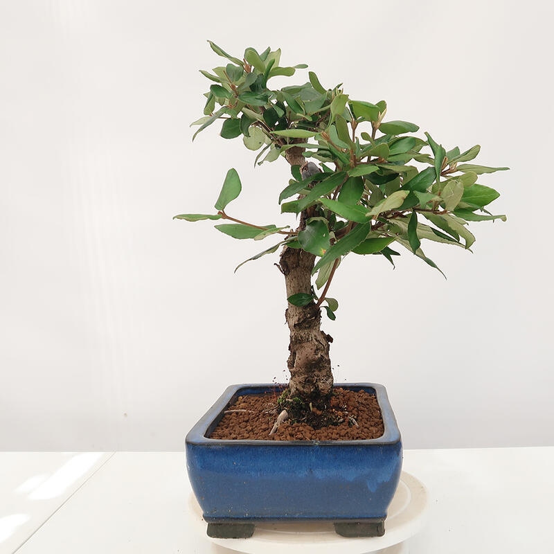 Vonkajšia bonsai-Kalina Bodnanská - Viburum carlesii