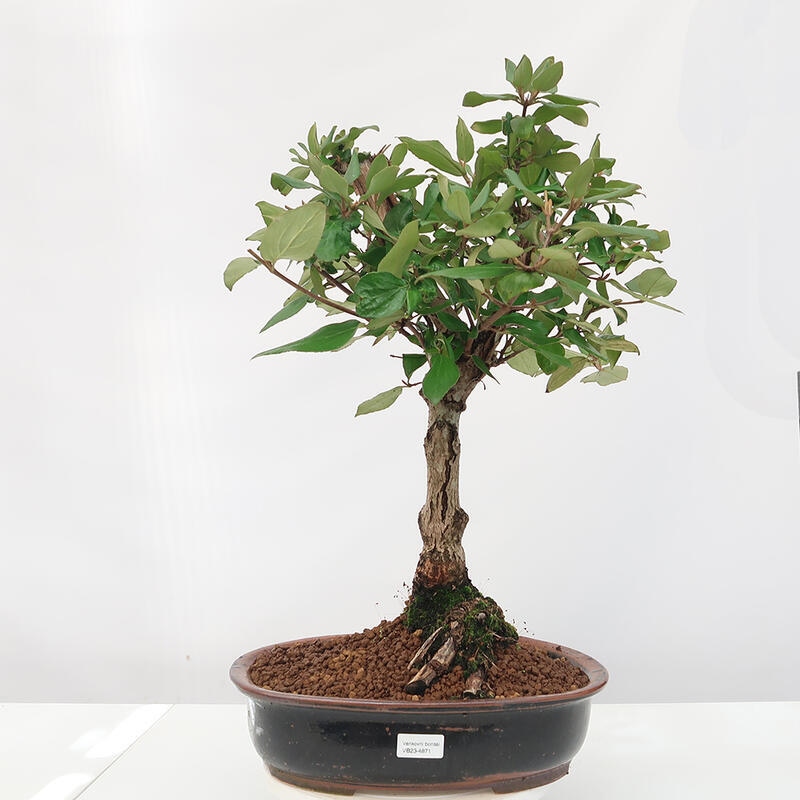 Vonkajšia bonsai-Kalina Bodnanská - Viburum carlesii