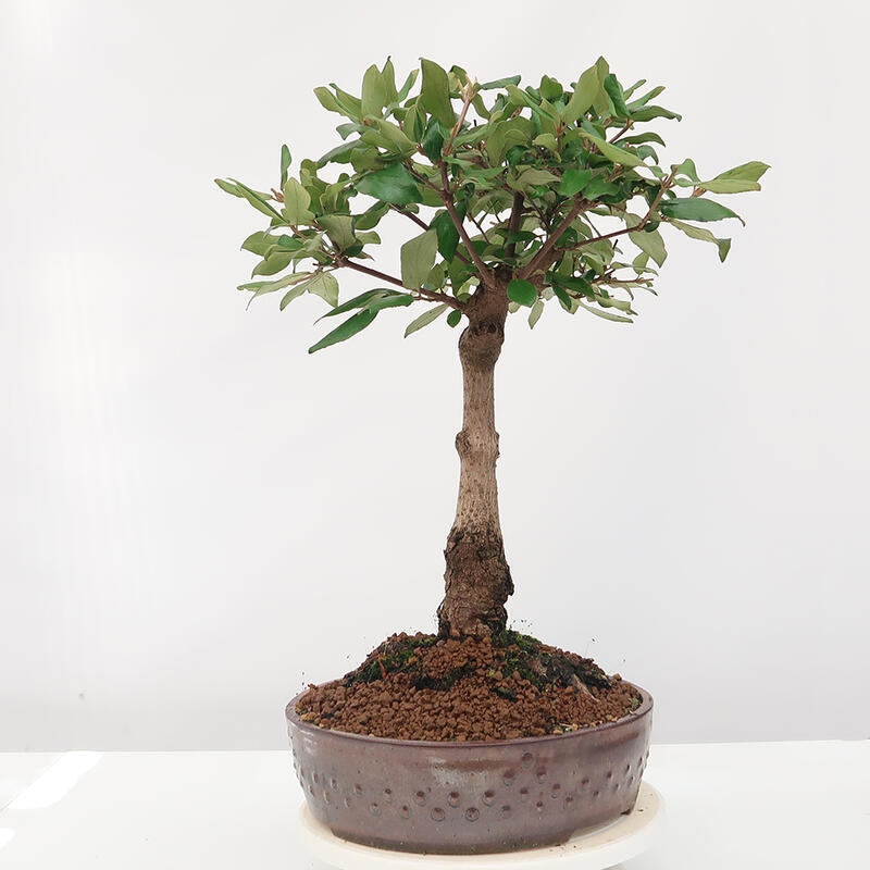 Vonkajšia bonsai-Kalina Bodnanská - Viburum carlesii