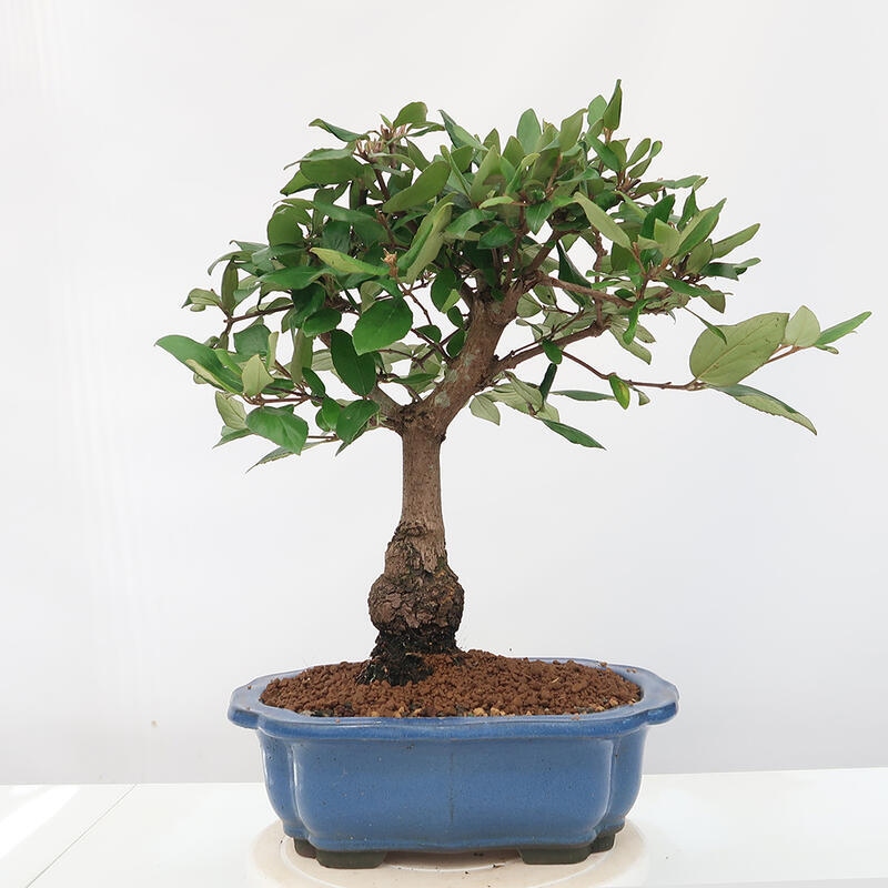 Vonkajšia bonsai-Kalina Bodnanská - Viburum carlesii