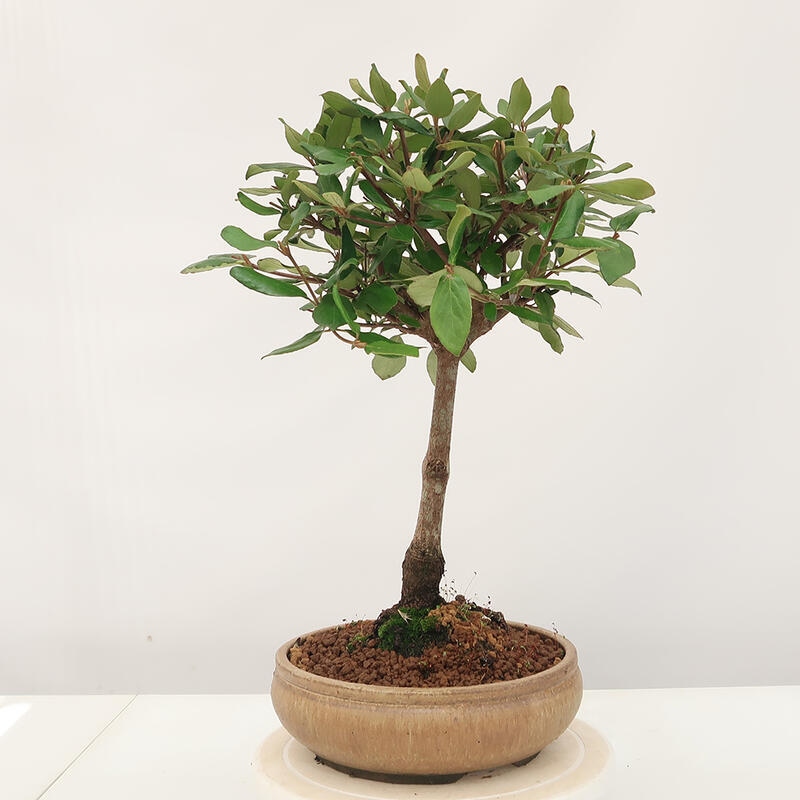 Vonkajšia bonsai-Kalina Bodnanská - Viburum carlesii